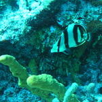 fish banded butterfly