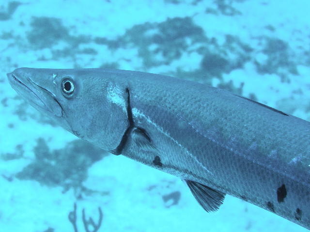 fish barracuda