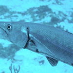 fish barracuda