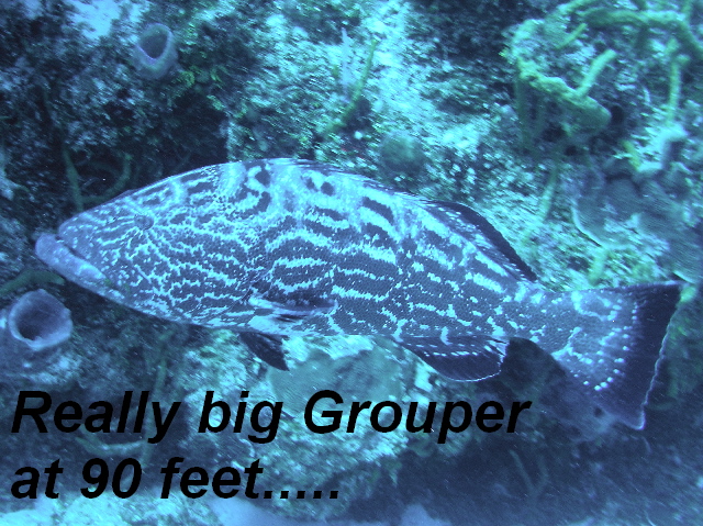fish big grouper at 90
