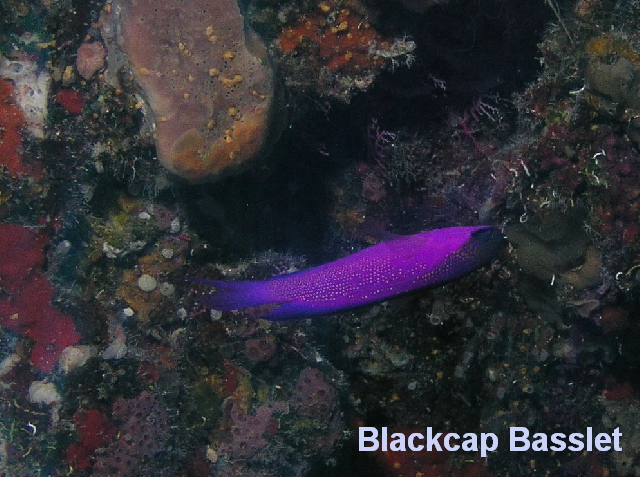 fish blackcap basslet