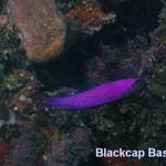 fish blackcap basslet