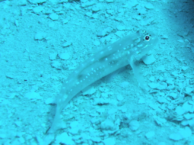 fish blenny