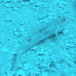 fish blenny