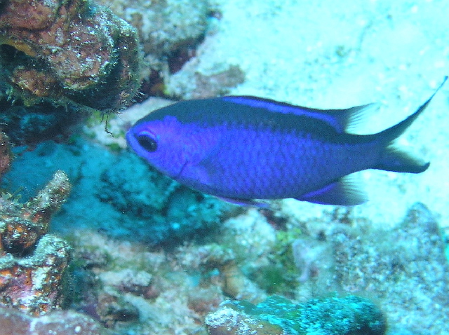 fish blue reef fish 2