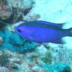 fish blue reef fish 2