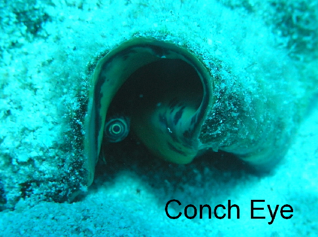 fish conch eye