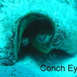fish conch eye