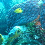 fish damsel yellow