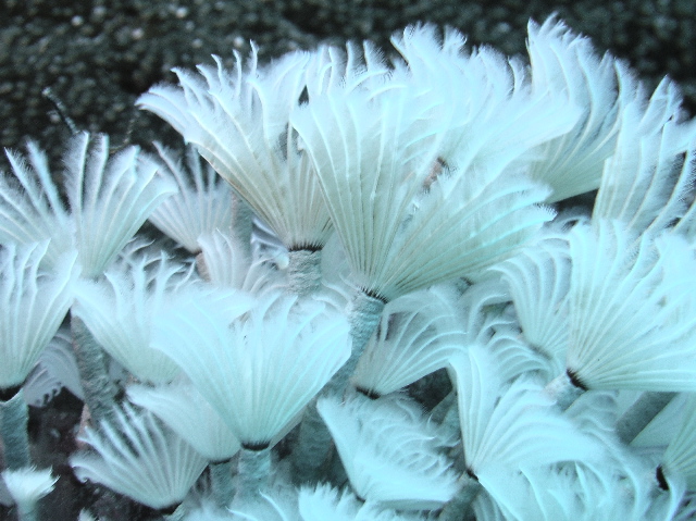 fish feather worms