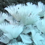 fish feather worms