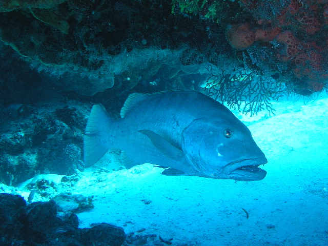 fish grouper