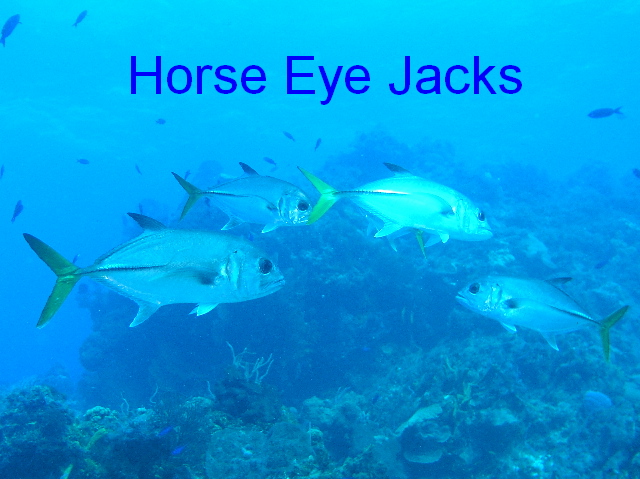 fish horse eye jacks
