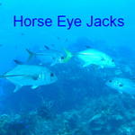 fish horse eye jacks