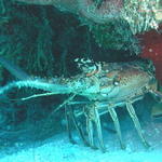fish lobster