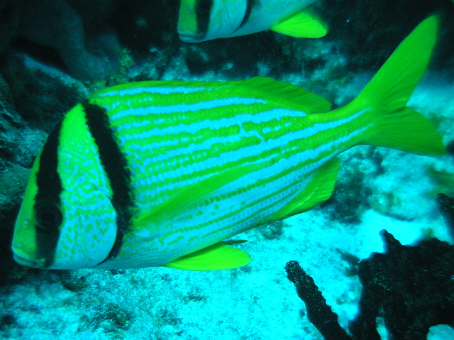 fish porkfish