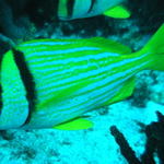 fish porkfish