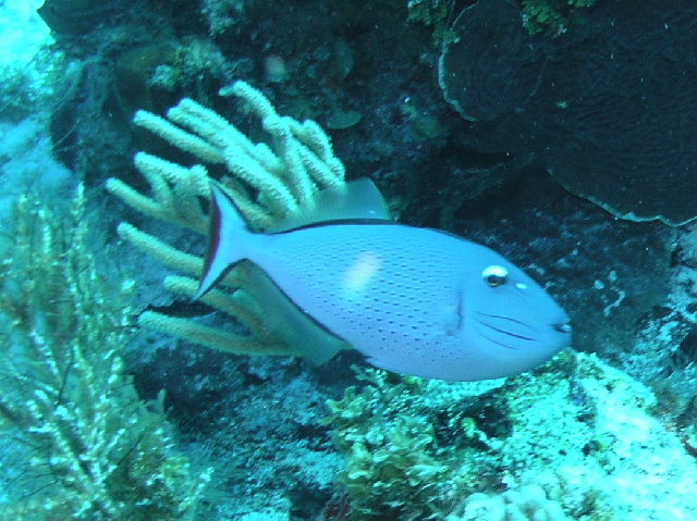 fish sargassum trigger
