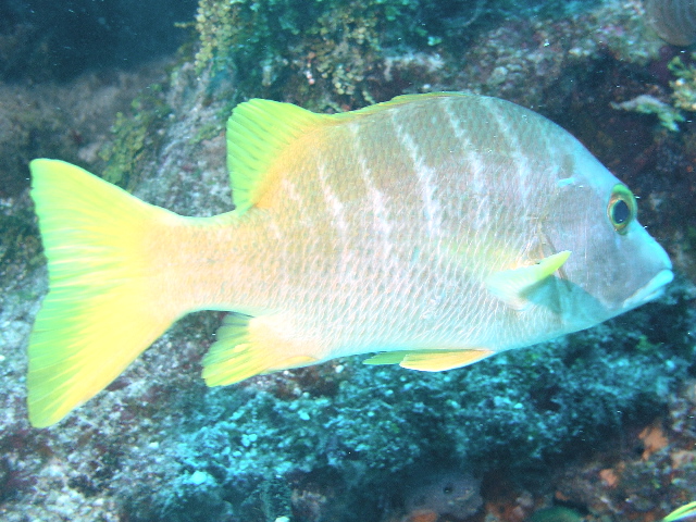 fish schoolmaster snapper