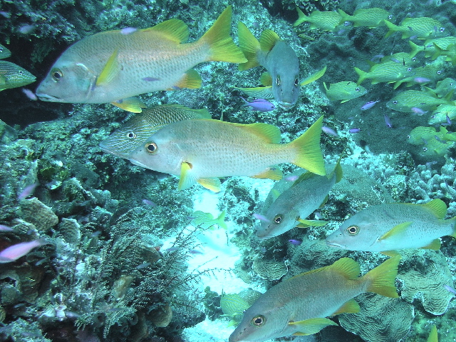 fish schoolmaster snappers