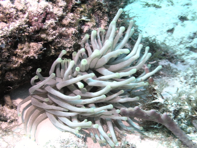 fish sea anemone