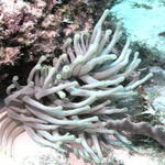 fish sea anemone