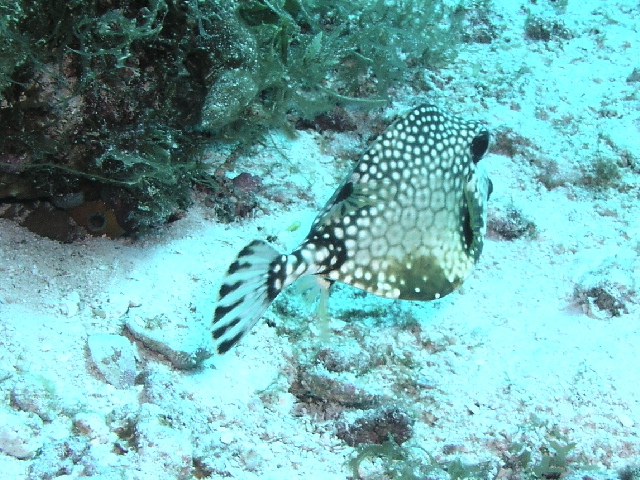 fish spotted trunk fish