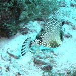 fish spotted trunk fish