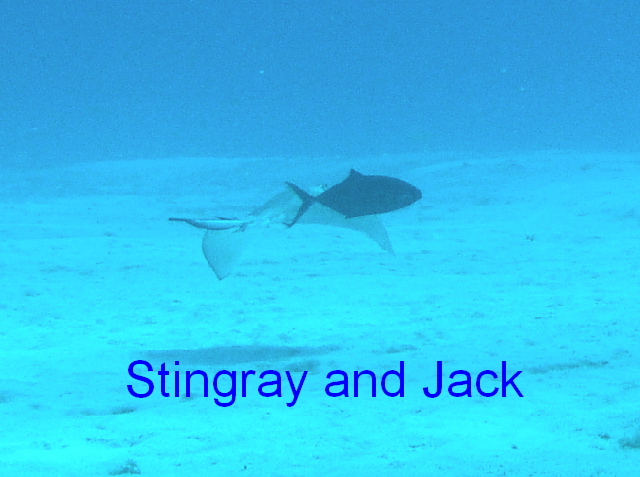 fish stingray and jack