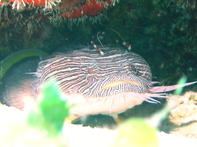 fish toadfish with coral shrimp