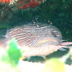 fish toadfish with coral shrimp