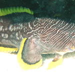fish toadfish3