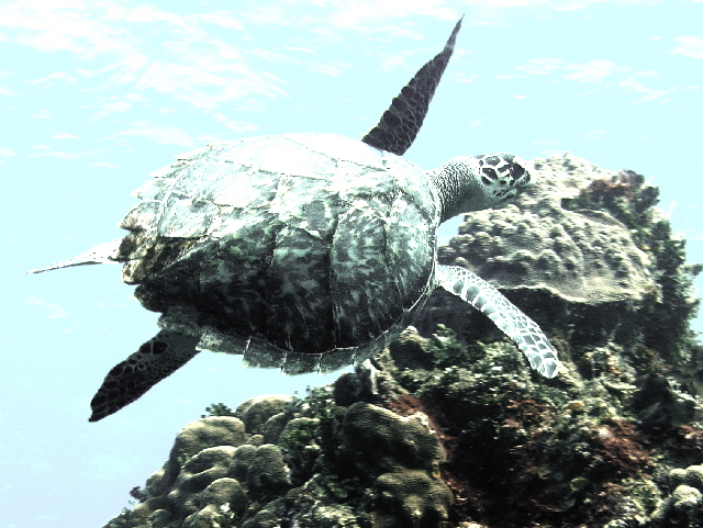 fish turtle3