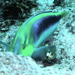 fish wrasse