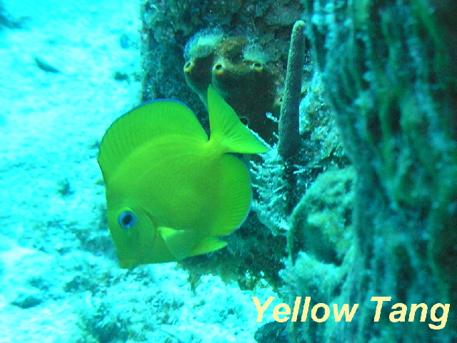 fish yellow tang