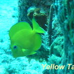 fish yellow tang