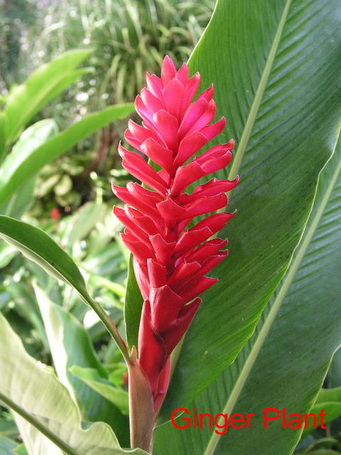 flowers ginger plant