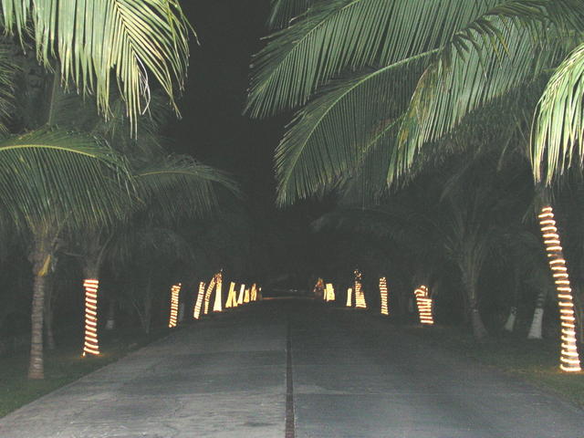 xmas palm lights