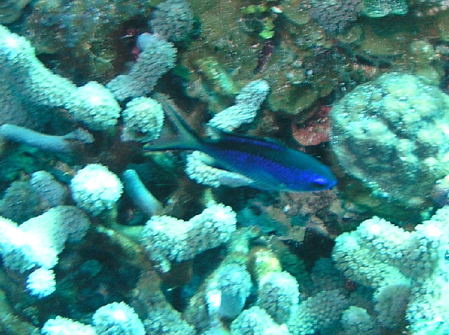 fish blue reef fish