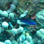 fish blue reef fish
