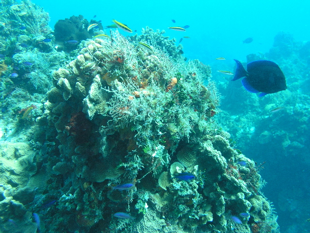 fish reef