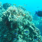 fish reef