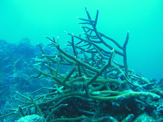 fish stag horn coral