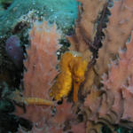 Yellow Seahorse.jpg