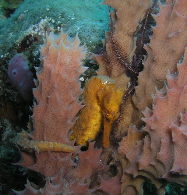 Yellow Seahorse.jpg