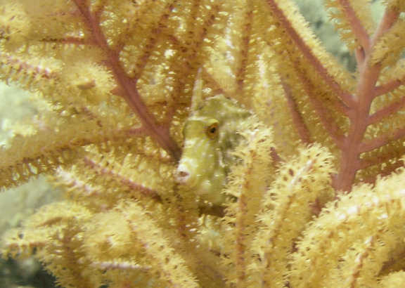 Filefish hiding.jpg