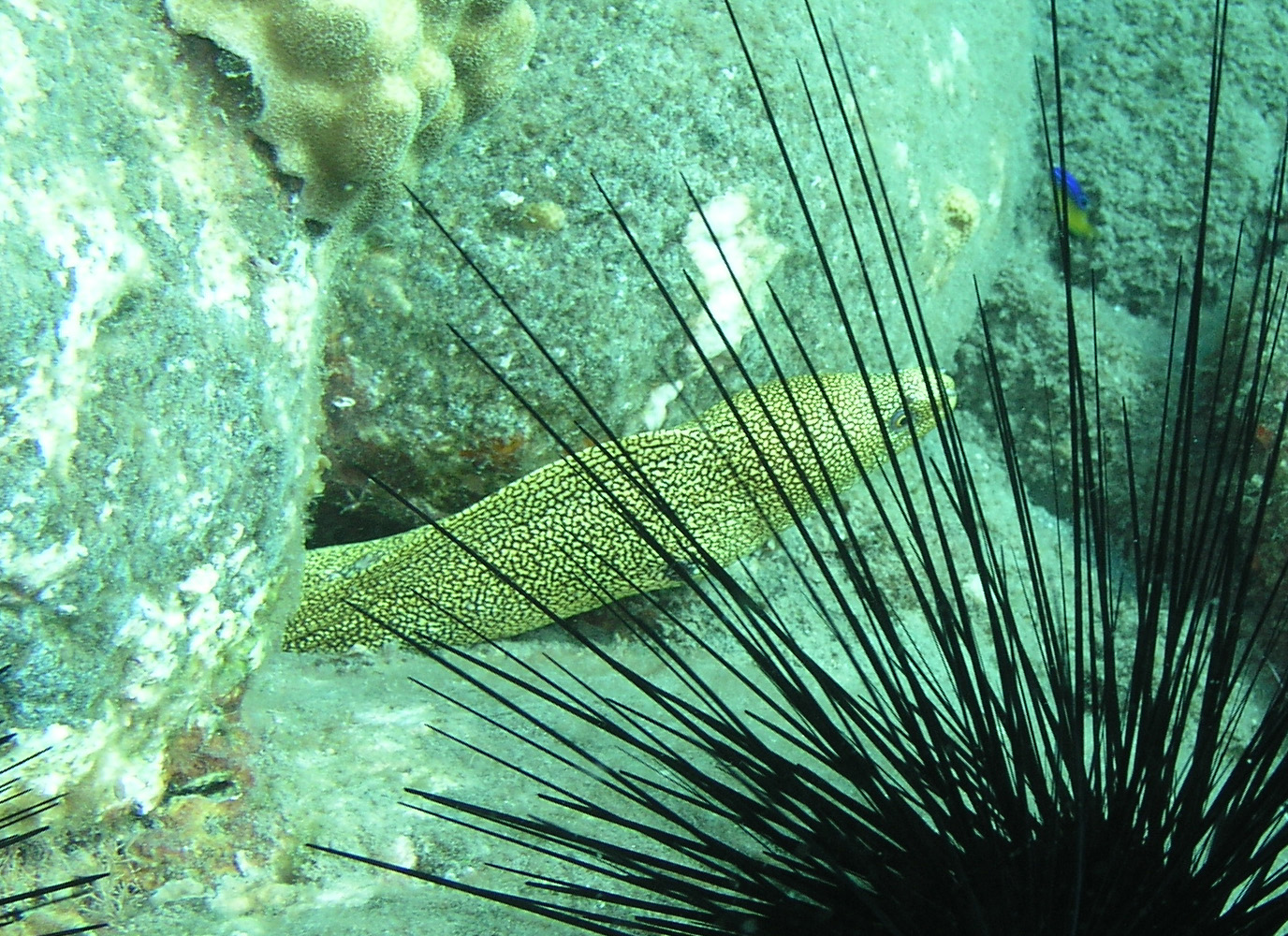 Goldentail Moray1.jpg