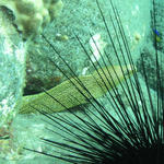 Goldentail Moray1.jpg