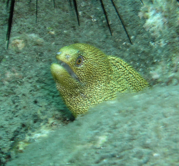 Goldentail Moray.jpg