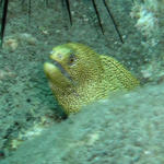 Goldentail Moray.jpg